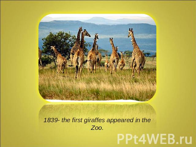 1839- the first giraffes appeared in the Zoo.