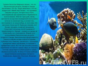 Главное богатство Мирового океана - это его биологические ресурсы. Биомасса Океа
