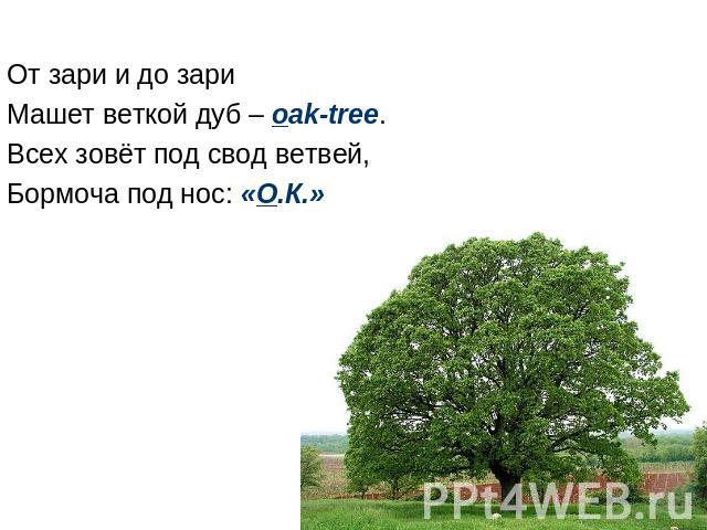 От зари и до зари Машет веткой дуб – oak-tree. Всех зовёт под свод ветвей, Бормоча под нос: «О.К.»