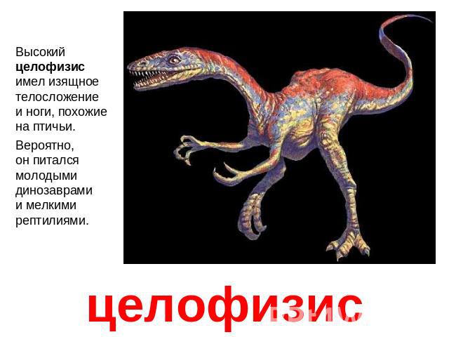 Целофизисвысокий целофизис имел изящное телосложение и ноги, похожие на птичьи. Вероятно, он питался молодыми динозаврами и мелкими рептилиями.