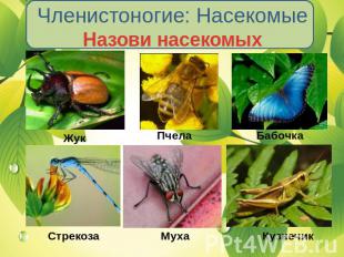 Членистоногие: Насекомые Назови насекомых
