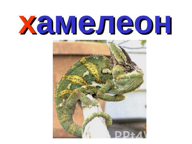 хамелеон