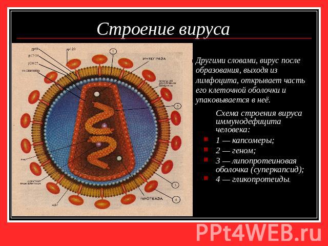 Схема строения вируса иммунодефицита человека: Схема строения вируса иммунодефицита человека: 1 — капсомеры; 2 — геном; 3 — липопротеиновая оболочка (суперкапсид); 4 — гликопротеиды.