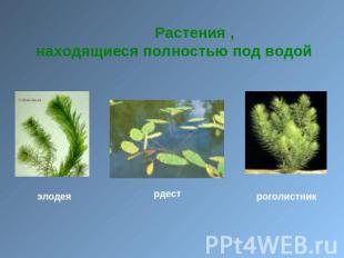 Растения , находящиеся полностью под водой элодеярдестроголистник
