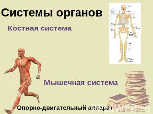 Системы органов Костная система Мышечная система Опорно-двигательный аппарат