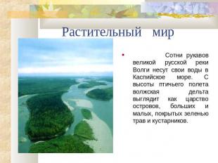 Растительный мир Сотни рукавов великой русской реки Волги несут свои воды в Касп