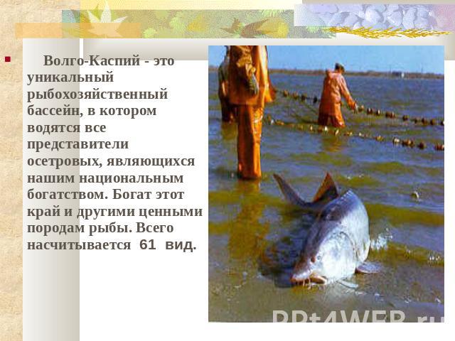Волго-Каспий - это уникальный рыбохозяйственный бассейн, в котором водятся все представители осетровых, являющихся нашим национальным богатством. Богат этот край и другими ценными породам рыбы. Всего насчитывается 61 вид.
