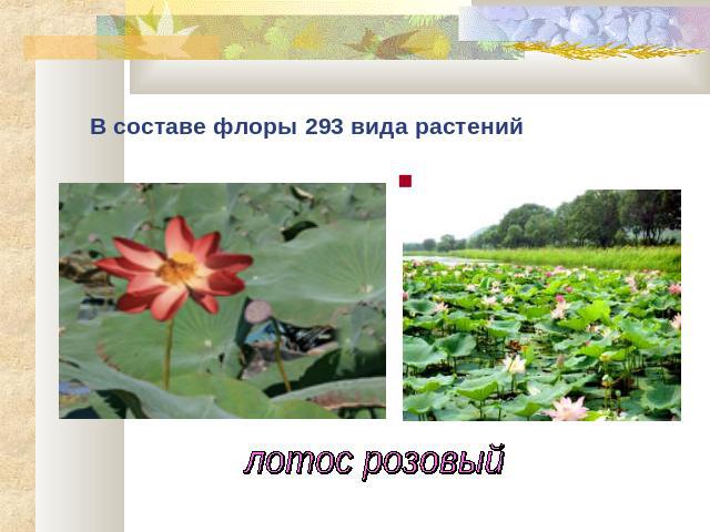 В составе флоры 293 вида растений лотос розовый