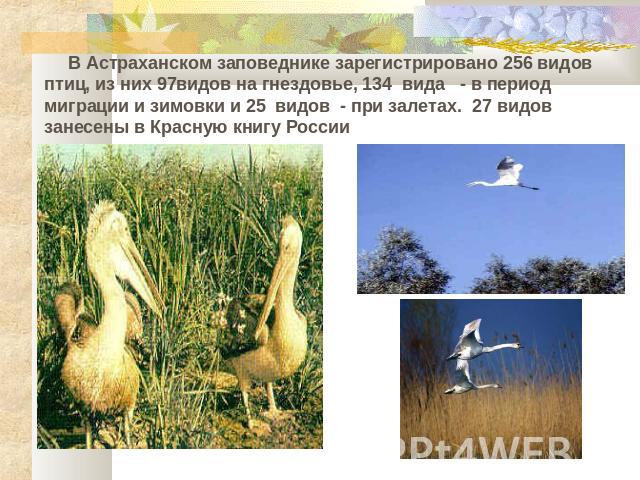 В Астраханском заповеднике зарегистрировано 256 видов птиц, из них 97видов на гнездовье, 134 вида - в период миграции и зимовки и 25 видов - при залетах. 27 видов занесены в Красную книгу России
