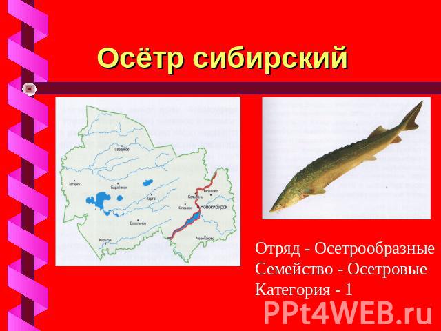 Осётр сибирский Отряд - ОсетрообразныеСемейство - ОсетровыеКатегория - 1