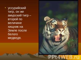 уссурийский тигр, он же амурский тигр – второй по величине хищник на Земле после