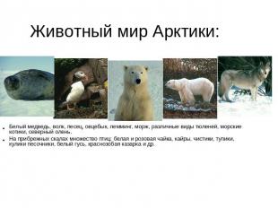 Животный мир Арктики: Белый медведь, волк, песец, овцебык, лемминг, морж, различ