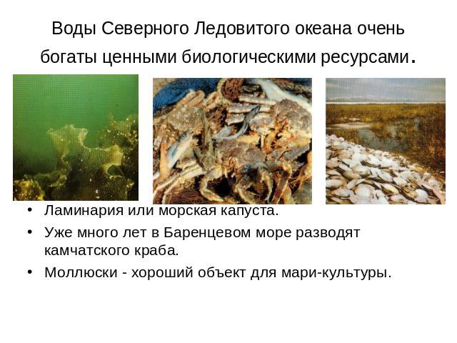 Воды Северного Ледовитого океана очень богаты ценными биологическими ресурсами. Ламинария или морская капуста.Уже много лет в Баренцевом море разводят камчатского краба.Моллюски - хороший объект для мари-культуры.
