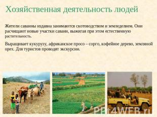 Хозяйственная деятельность людей Жители саванны издавна занимаются скотоводством