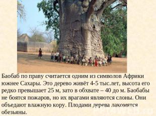 Баобаб по праву считается одним из символов Африки южнее Сахары. Это дерево живё