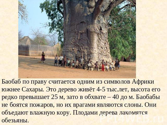 Баобаб по праву считается одним из символов Африки южнее Сахары. Это дерево живёт 4-5 тыс.лет, высота его редко превышает 25 м, зато в обхвате – 40 до м. Баобабы не боятся пожаров, но их врагами являются слоны. Они объедают влажную кору. Плодами дер…
