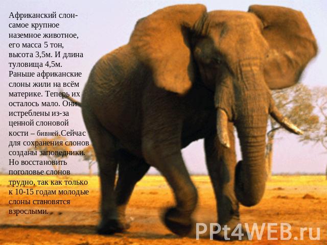Африканский слон- самое крупное наземное животное, его масса 5 тон, высота 3,5м. И длина туловища 4,5м. Раньше африканские слоны жили на всём материке. Теперь их осталось мало. Они истреблены из-за ценной слоновой кости – бивней.Сейчас для сохранени…