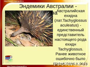 Эндемики Австралии - Ехидна Австралийская ехидна (лат.Tachyglossus aculeatus) -
