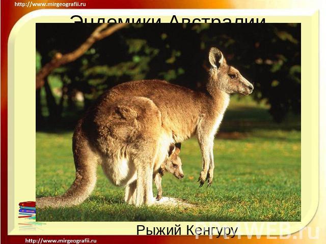 Эндемики Австралии - Кенгуру Рыжий Кенгуру