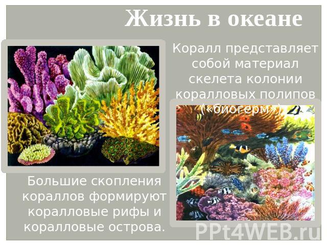 Жизнь в океане Коралл представляет собой материал скелета колонии коралловых полипов («биогерм»). Большие скопления кораллов формируют коралловые рифы и коралловые острова.