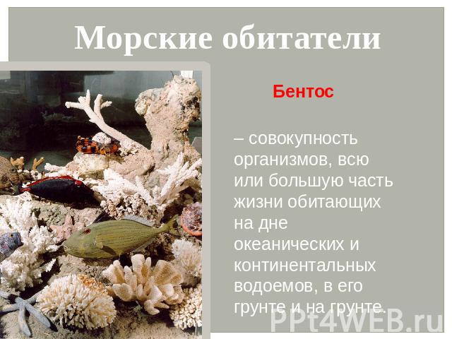 Морские обитатели Бентос – совокупность организмов, всю или большую часть жизни обитающих на дне океанических и континентальных водоемов, в его грунте и на грунте.