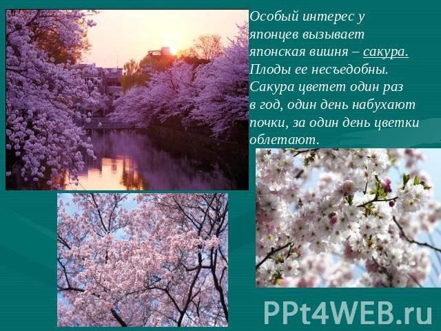 Особый интерес у японцев вызываетяпонская вишня – сакура.Плоды ее несъедобны.Сакура цветет один разв год, один день набухаютпочки, за один день цветкиоблетают.