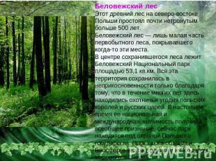 Беловежский лесЭтот древний лес на северо-востоке Польши простоял почти нетронут