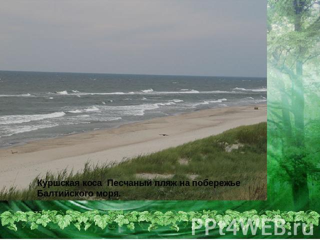 Куршская коса Песчаный пляж на побережье Балтийского моря.