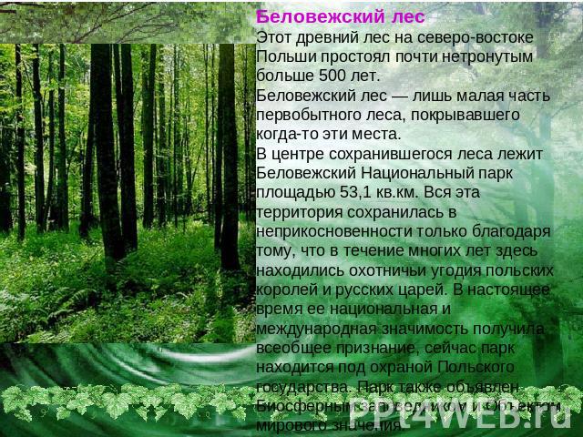 Беловежский лесЭтот древний лес на северо-востоке Польши простоял почти нетронутым больше 500 лет. Беловежский лес — лишь малая часть первобытного леса, покрывавшего когда-то эти места. В центре сохранившегося леса лежит Беловежский Национальный пар…