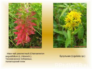 Иван-чай узколистный (Chamaenerion angustifolium (L.) Moench.).Тихоокеанское поб