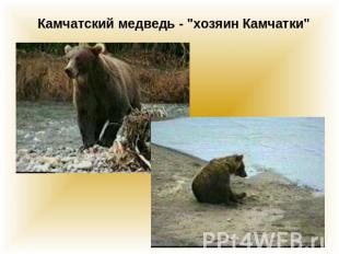 Камчатский медведь - "хозяин Камчатки"