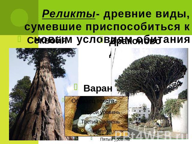 Реликты- древние виды, сумевшие приспособиться к новым условиям обитания Секвойя Драконово дерево Варан