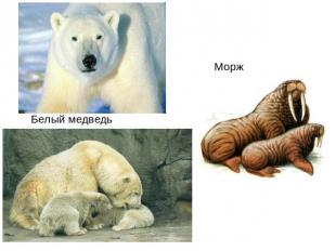 Белый медведь Морж