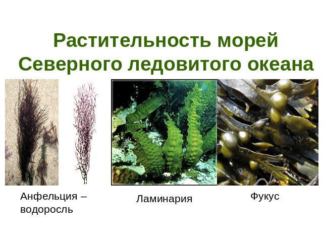 Растительность морей Северного ледовитого океана Анфельция – водоросль Ламинария Фукус