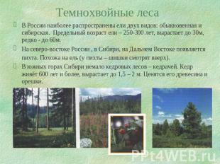 Темнохвойные леса В России наиболее распространены ели двух видов: обыкновенная