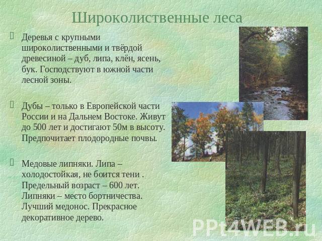 Широколиственные леса Деревья с крупными широколиственными и твёрдой древесиной – дуб, липа, клён, ясень, бук. Господствуют в южной части лесной зоны.Дубы – только в Европейской части России и на Дальнем Востоке. Живут до 500 лет и достигают 50м в в…