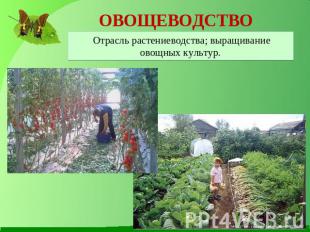 ОВОЩЕВОДСТВО Отрасль растениеводства; выращивание овощных культур.