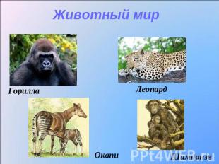 Животный мир Горилла Леопард Окапи Шимпанзе