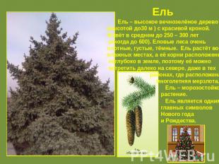 Ель Ель – высокое вечнозелёное дерево (высотой до30 м ) с красивой кроной. Живёт