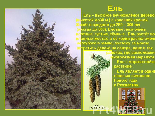 Ель Ель – высокое вечнозелёное дерево (высотой до30 м ) с красивой кроной. Живёт в среднем до 250 – 300 лет (иногда до 600). Еловые леса оченьплотные, густые, тёмные. Ель растёт во влажных местах, а её корни расположены неглубоко в земле, поэтому её…