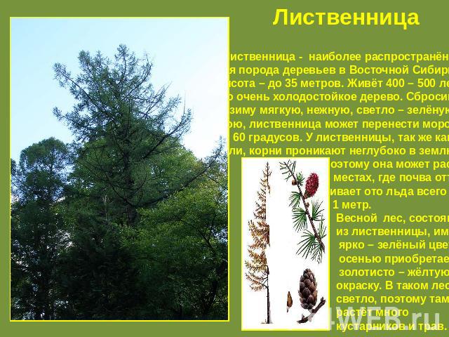 Лиственница Лиственница - наиболее распространён – ная порода деревьев в Восточной Сибири.Высота – до 35 метров. Живёт 400 – 500 лет.Это очень холодостойкое дерево. Сбросивна зиму мягкую, нежную, светло – зелёнуюхвою, лиственница может перенести мор…