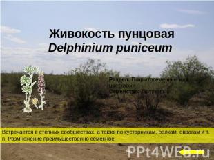 Живокость пунцоваяDelphinium puniceum Встречается в степных сообществах, а также