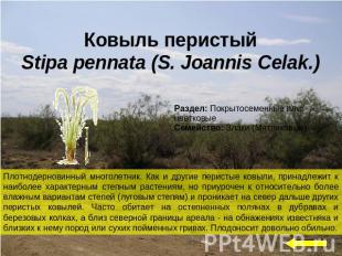 Ковыль перистыйStipa pennata (S. Joannis Celak.)Плотнодерновинный многолетник. К