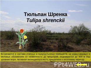 Тюльпан ШренкаTulipa shrenckiiВстречается в составе степных и полупустынных сооб