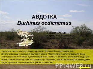 АВДОТКА Burhinus oedicnemus Населяет степи, полупустыни, пустыни. Места обитания
