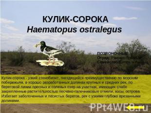 КУЛИК-СОРОКАHaematopus ostralegus Кулик-сорока - узкий стенобионт, гнездящийся п