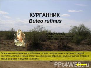 КУРГАННИК Buteo rufinusОсновные гнездовые местообитания - степи, полупустыни и п