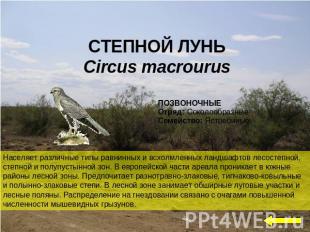 СТЕПНОЙ ЛУНЬ Circus macrourus Населяет различные типы равнинных и всхолмленных л