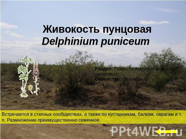 Живокость пунцоваяDelphinium puniceum Встречается в степных сообществах, а также по кустарникам, балкам, оврагам и т. п. Размножение преимущественно семенное.
