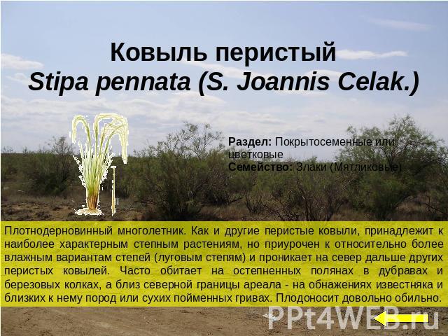 Ковыль перистыйStipa pennata (S. Joannis Celak.)Плотнодерновинный многолетник. Как и другие перистые ковыли, принадлежит к наиболее характерным степным растениям, но приурочен к относительно более влажным вариантам степей (луговым степям) и проникае…